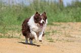 BORDER COLLIE 567